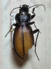 Carabus schoenherri