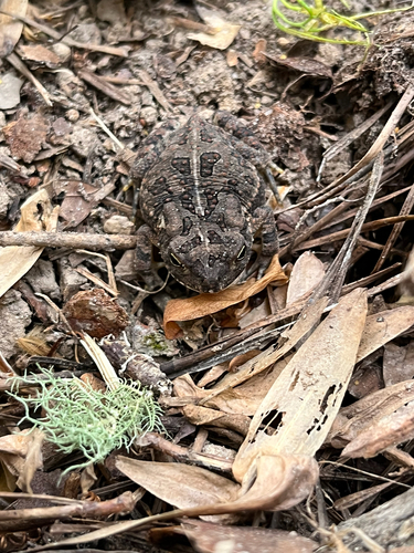 Fowler's Toad observed by mossybug