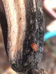 Attelabinae