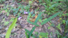 Desmodium psilophyllum