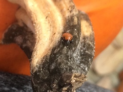 Attelabinae