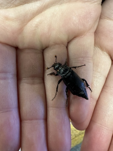 iNaturalist observation photo of Black Burying Beetle