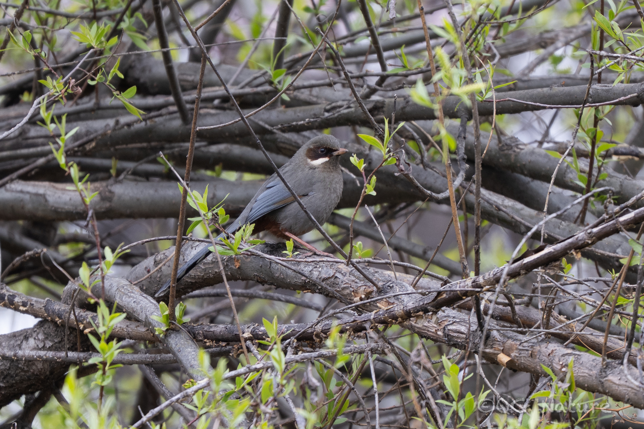 Brown-cheeked Laughingthrush (Trochalopteron henrici), photo 1