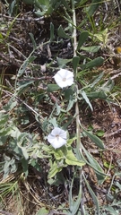 Convolvulus hermanniae