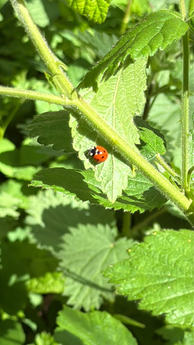Seven-spotted Lady Beetle