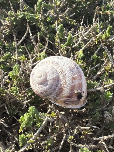 Cornu aspersum