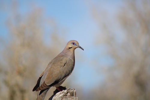 Paloma Alas Blancas observed by abril18520