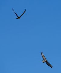Buteo buteo