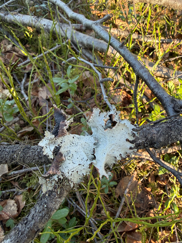 Varied Rag Lichen