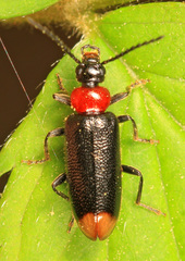 Pedilus terminalis