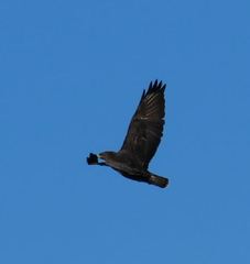 Buteo buteo