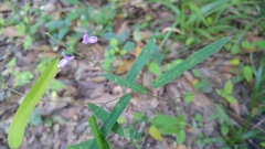 Desmodium psilophyllum