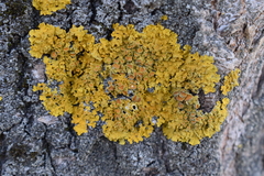 Xanthoria parietina