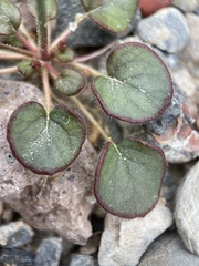 Eriogonum contiguum
