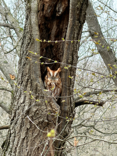 Eastern Screech-Owl observed by avokes