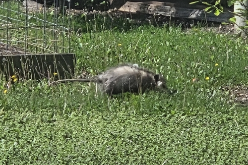 Virginia Opossum observed by ethan_tripe