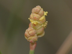 Ephedra distachya
