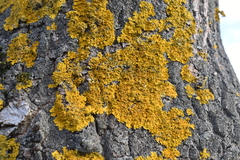 Xanthoria parietina