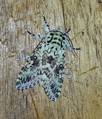 Lichnoptera