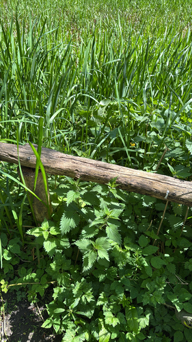 great stinging nettle