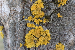 Xanthoria parietina