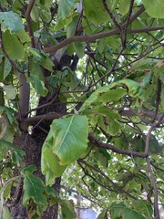Terminalia catappa