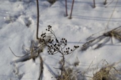 Tanacetum vulgare
