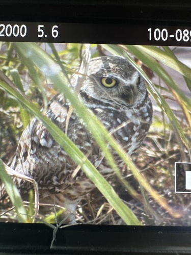 Burrowing Owl observed by austinbwood
