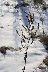 Artemisia vulgaris