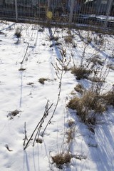 Artemisia vulgaris