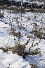 Artemisia vulgaris