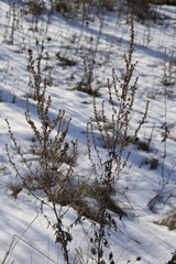 Artemisia vulgaris