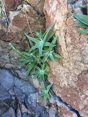 Dudleya saxosa collomiae