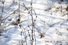 Cichorium intybus