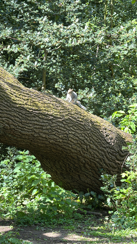 Eastern Gray Squirrel