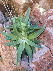 Dudleya saxosa collomiae