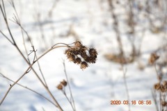 Arctium tomentosum
