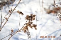 Arctium tomentosum