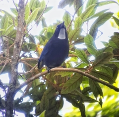 Cyanolyca argentigula