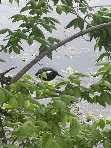 Green Heron observed by annaleighsiegert