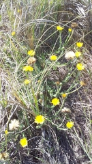 Noticastrum acuminatum