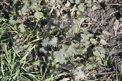 Urtica dioica