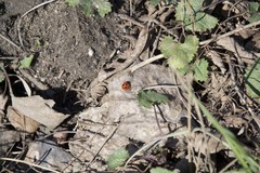 Coccinella septempunctata