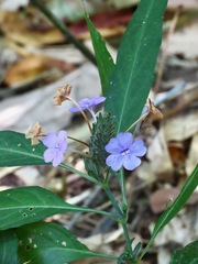 Eranthemum tetragonum
