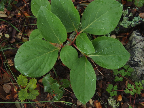 Paeonia coriacea