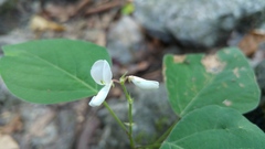 Desmodium lindheimeri