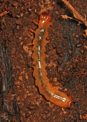 Neopyrochroa flabellata