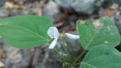 Desmodium lindheimeri