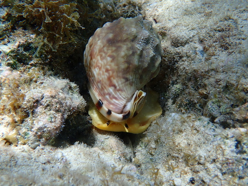 Cassis flammea, 2026-04-15