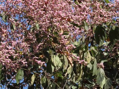 Congea tomentosa